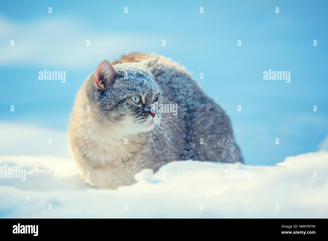 Cat passeggiate all'aperto nella neve profonda in inverno Foto Stock