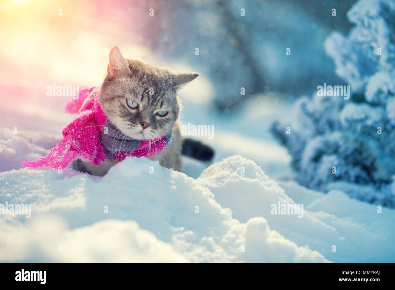 Gatto, indossando la sciarpa lavorata a maglia, seduto nella neve profonda in inverno Foto Stock
