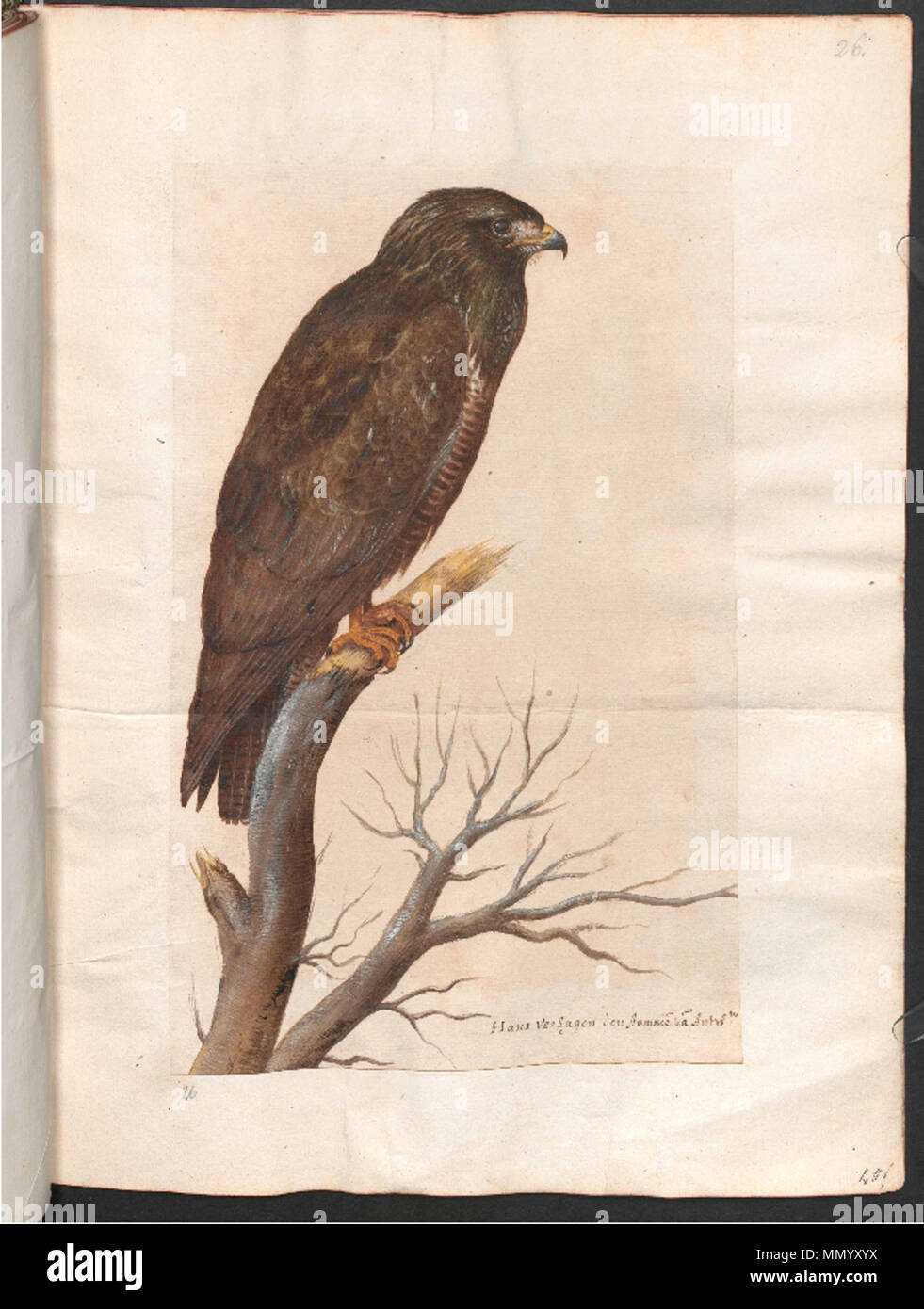 . Inglese: Hans Verhagen den Stommen, il disegno di un uccello, carta, spazzola in colore, colore del corpo, dal Codex di storia naturale disegni dalla collezione dell'Imperatore Rodolfo II, oggi conservato presso la Österreichische Nationalbibliothek . Xvi secolo (dopo il 1555). Hans Verhagen den Stommen Hans Verhagen den Stommen - Disegno di un uccello Foto Stock