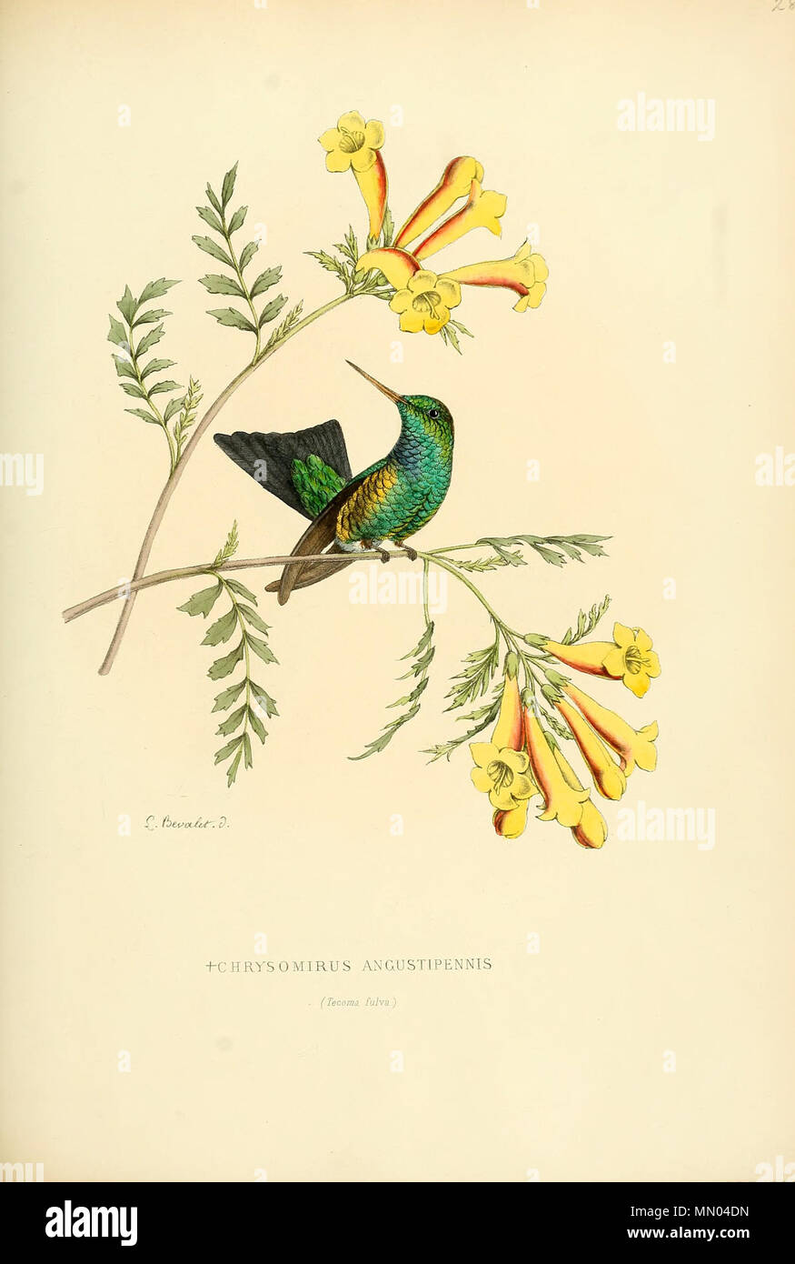 . Chrysomirus angustipennis = Chlorostilbon gibsoni[1] . 1876. Louis Victor Bevalet (1808-) Histoirenaturell21876muls 0277 Foto Stock