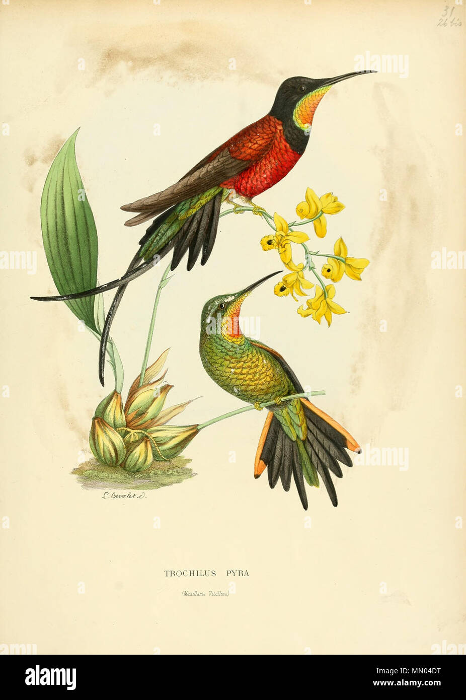 . Pyra Trochilus = Topaza pyra[1] . 1876. Louis Victor Bevalet (1808-) Histoirenaturell21876muls 0379 Foto Stock
