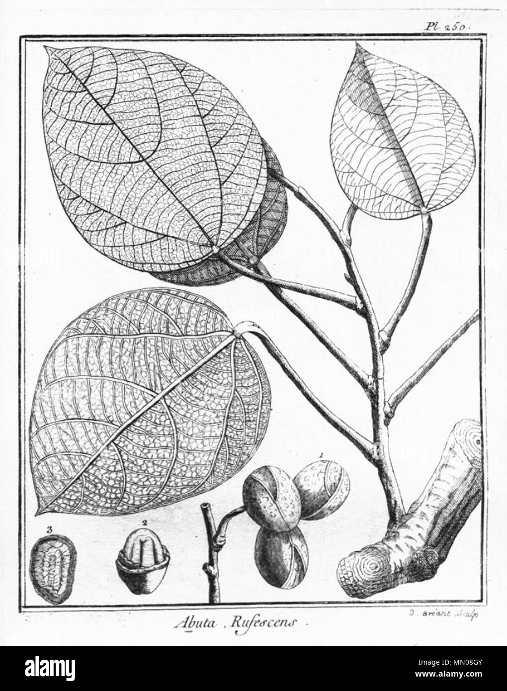 . Illustrazione di Abuta rufescens . 1775. Jean Baptiste Christophe Fusée Aublet (1720-1778) Abuta rufescens Foto Stock