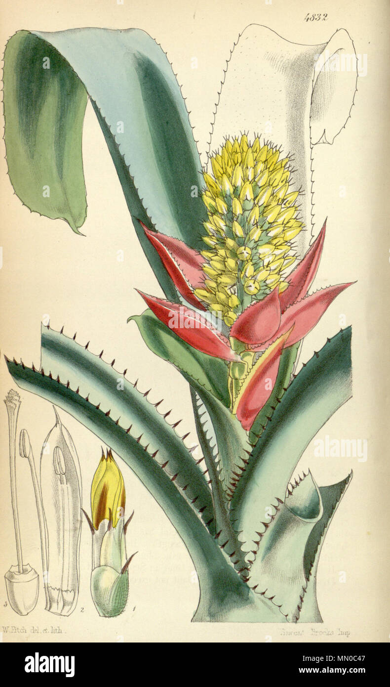 . Inglese: illustrazione di Aechmea mertensii (come syn. A. mucroniflora) . 1855. Walter Hood Fitch (1817-1892) nomi alternativi W. H. Fitch; Walter H. Fitch; Fitch Descrizione incisore britannico e botanico, Data di nascita e morte 28 Febbraio 1817 14 gennaio 1892 Luogo di nascita e morte Glasgow Londra periodo di lavoro 1834-1888 competente controllo : Q1102060 VIAF:?ISNI 12458289:?0000 0000 8091 8938 ULAN:?500124398 LCCN:?n79120942 NLA:?36553990 WorldCat Aechmea mertensii (= mucroniflora) - Curtis v. 81 (ser. 3 no. 11)(1855) pl. 4832 Foto Stock . Inglese: illustrazione di Aechmea mertensii (come syn. A. mucroniflora) . 1855. Walter Hood Fitch (1817-1892) nomi alternativi W. H. Fitch; Walter H. Fitch; Fitch Descrizione incisore britannico e botanico, Data di nascita e morte 28 Febbraio 1817 14 gennaio 1892 Luogo di nascita e morte Glasgow Londra periodo di lavoro 1834-1888 competente controllo : Q1102060 VIAF:?ISNI 12458289:?0000 0000 8091 8938 ULAN:?500124398 LCCN:?n79120942 NLA:?36553990 WorldCat Aechmea mertensii (= mucroniflora) - Curtis v. 81 (ser. 3 no. 11)(1855) pl. 4832 Foto Stock