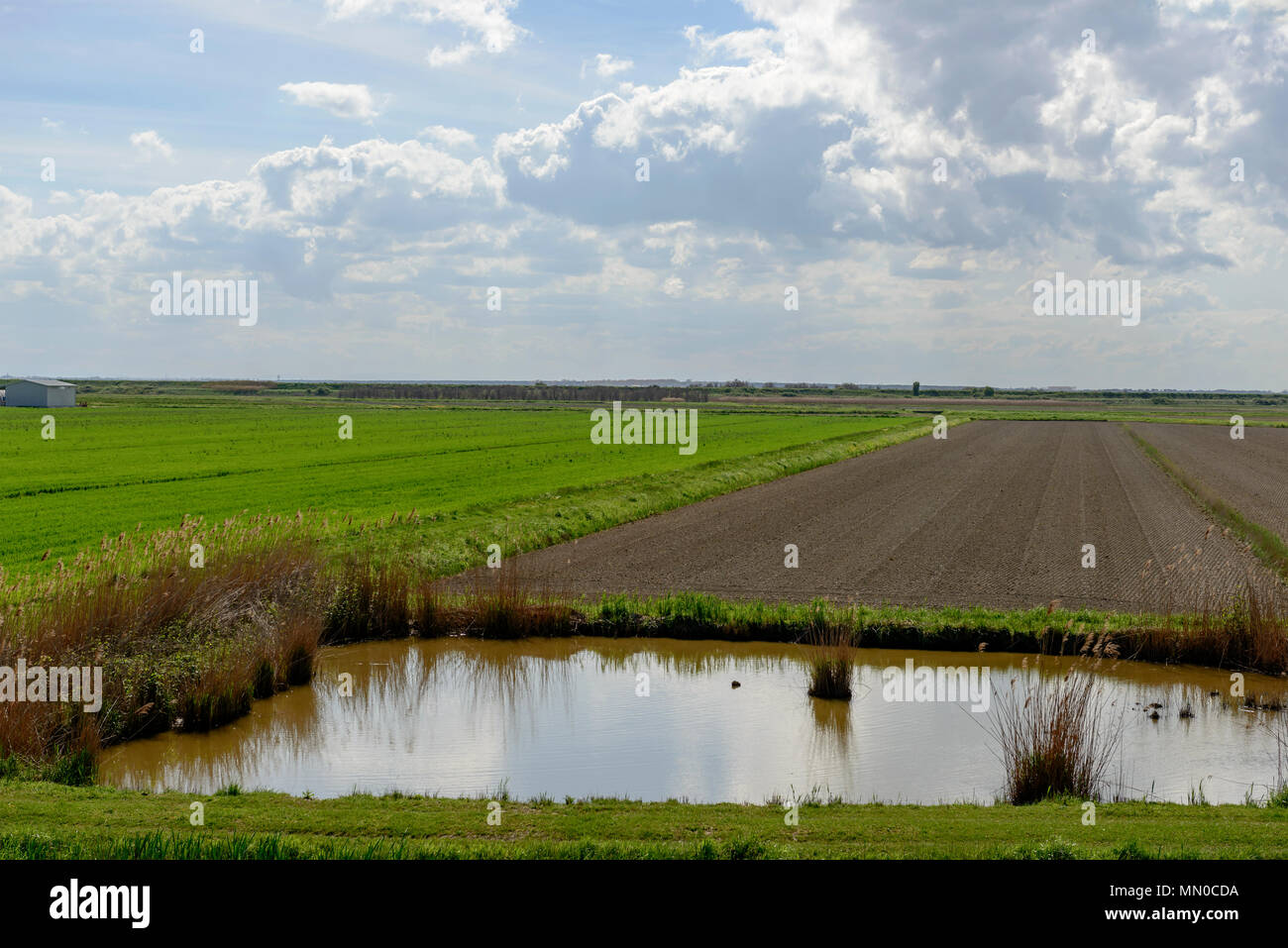Paesaggio di campagna piana vicino al fiume Po, girato in primavera luminoso della luce del sole a Goro, Ferrara, Italia Foto Stock