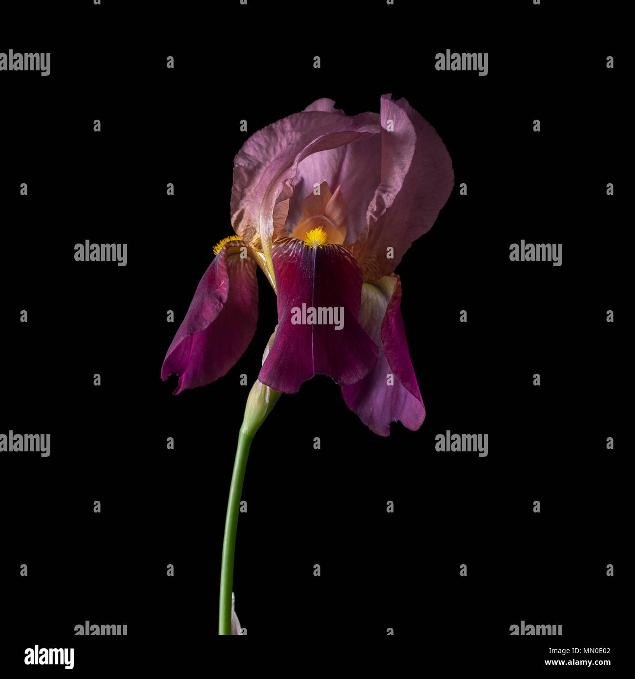 Iris germanica. Deep red color porpora. Foto Stock
