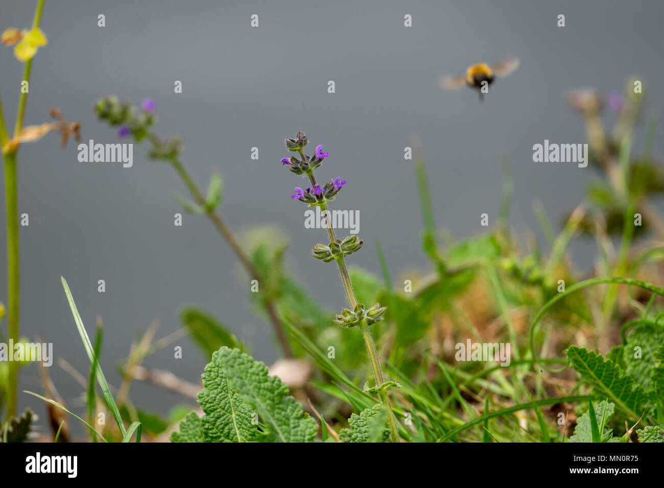 Bee raccogliendo il polline Foto Stock