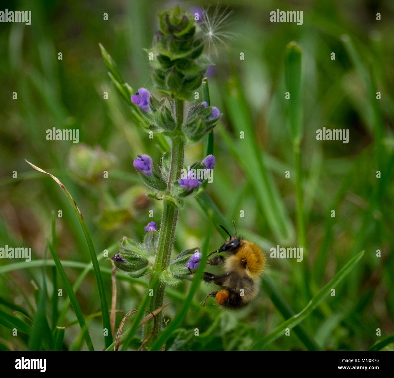 Bee raccogliendo il polline Foto Stock