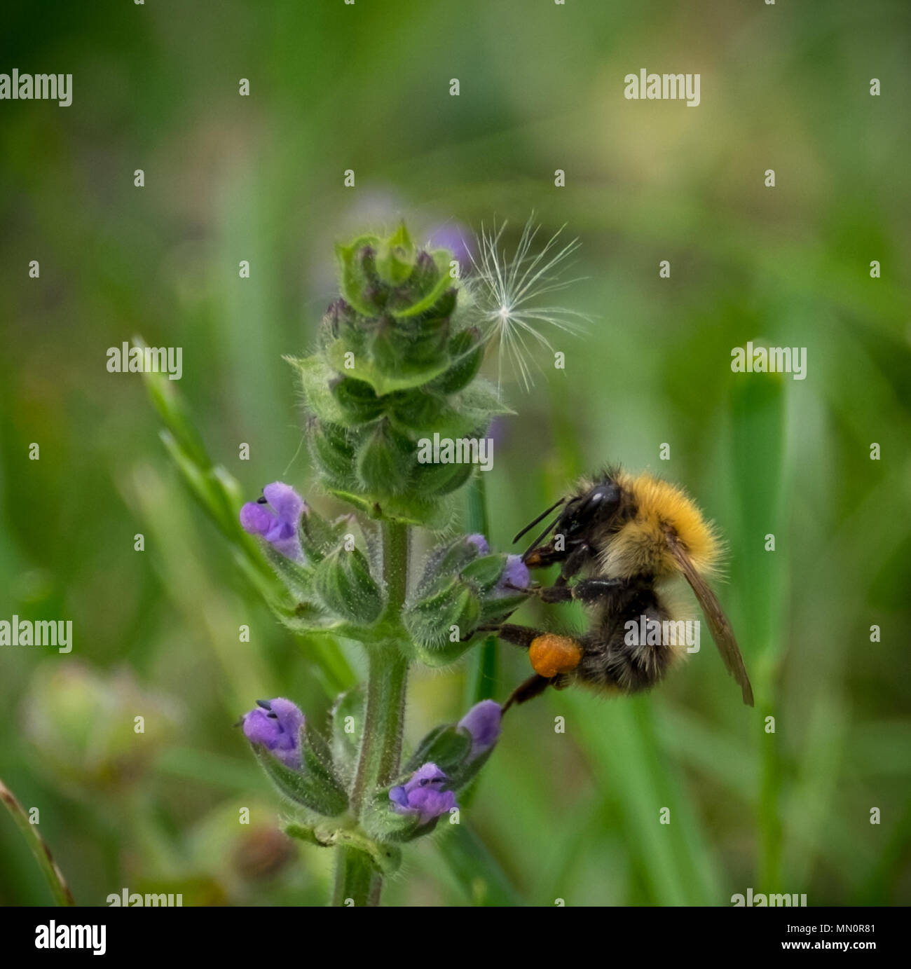 Bee raccogliendo il polline Foto Stock