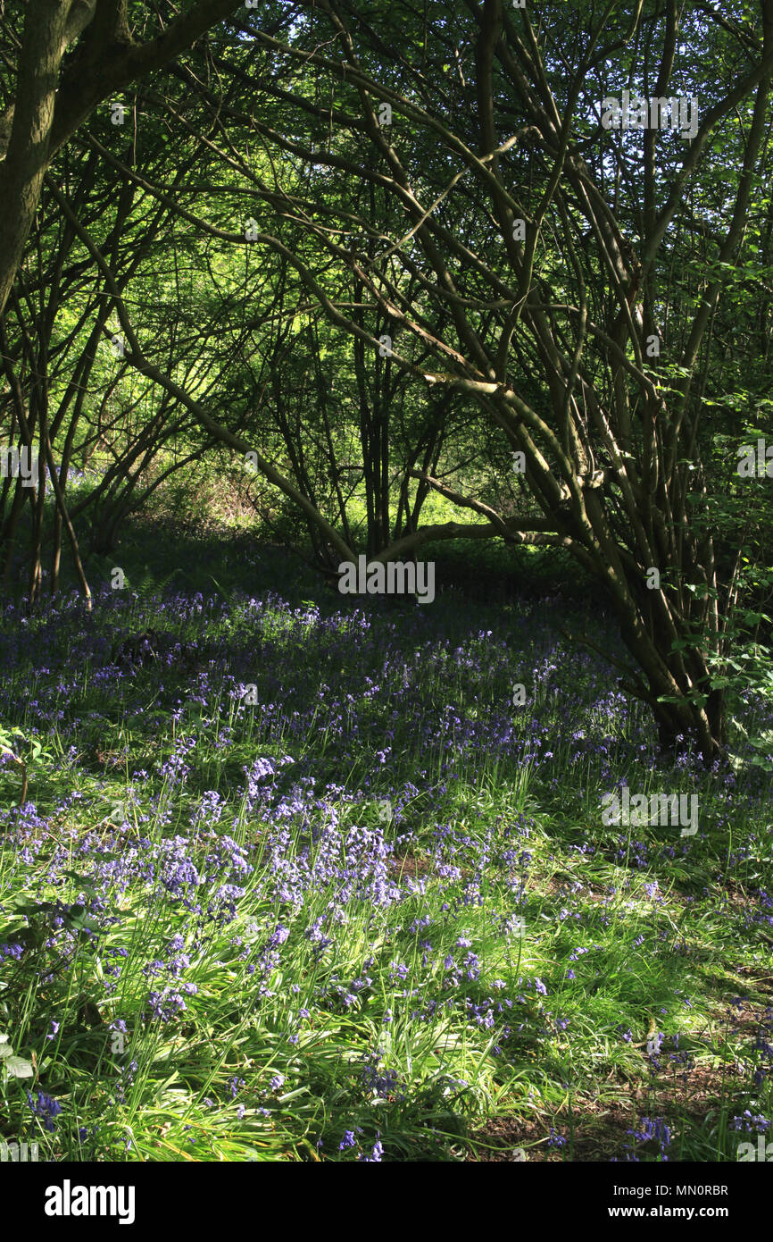 A fioritura primaverile bluebells coprire il terreno, Hillhouse boschi, West Bergholt, Colchester, Essex, Inghilterra Foto Stock