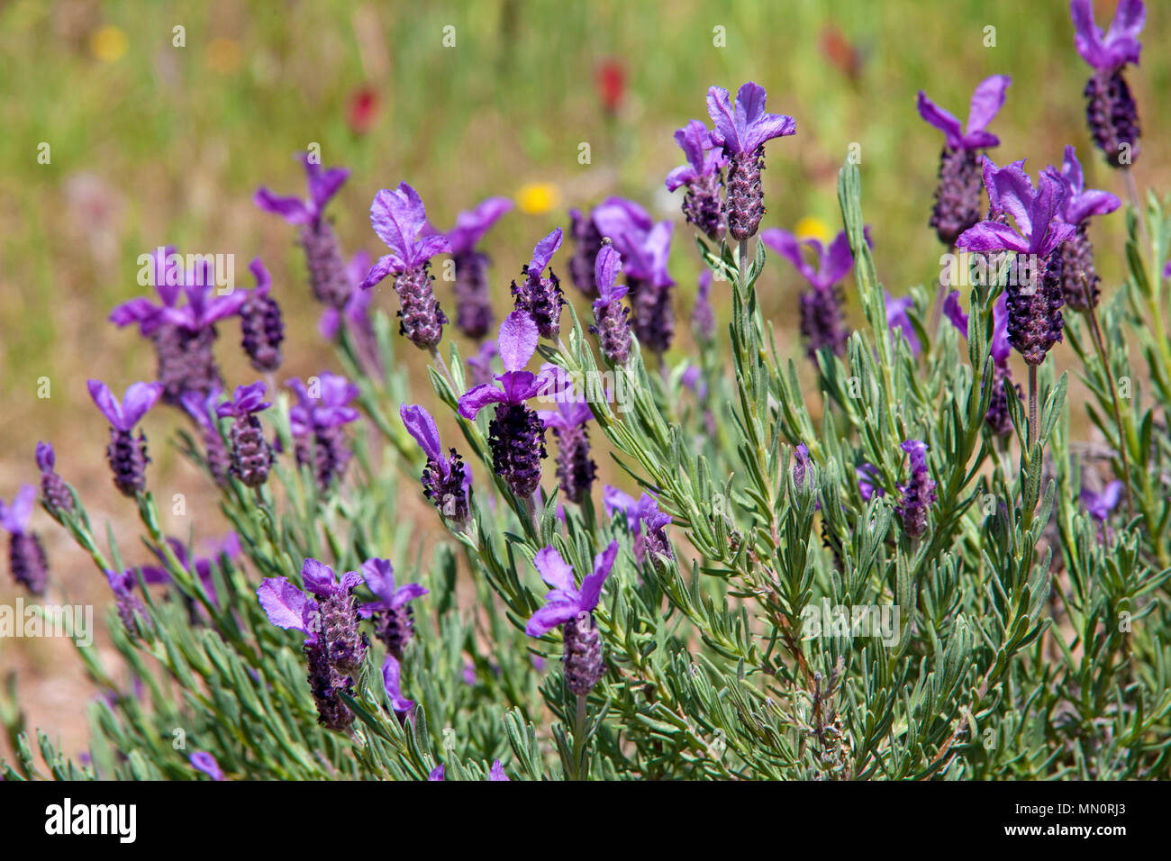 Lavendel (Lavandula angustifolia), fioritura, Cap Camarat, Golfo di Saint Tropez, Cote d'Azur, Dipartimento del Var, Provence-Alpes-Côte d'Azur, Sud Franc Foto Stock