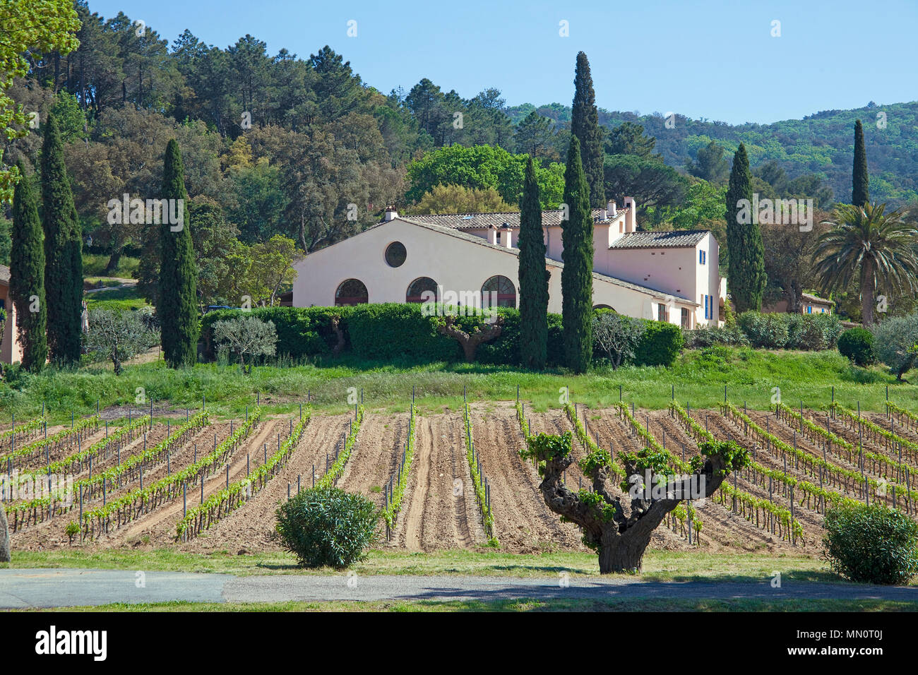 Vigneto "Chateau Rouilli' di Ramatuelle, Cote d'Azur, Dipartimento del Var, Provence-Alpes-Côte d'Azur, in Francia del Sud, Francia, Europa Foto Stock