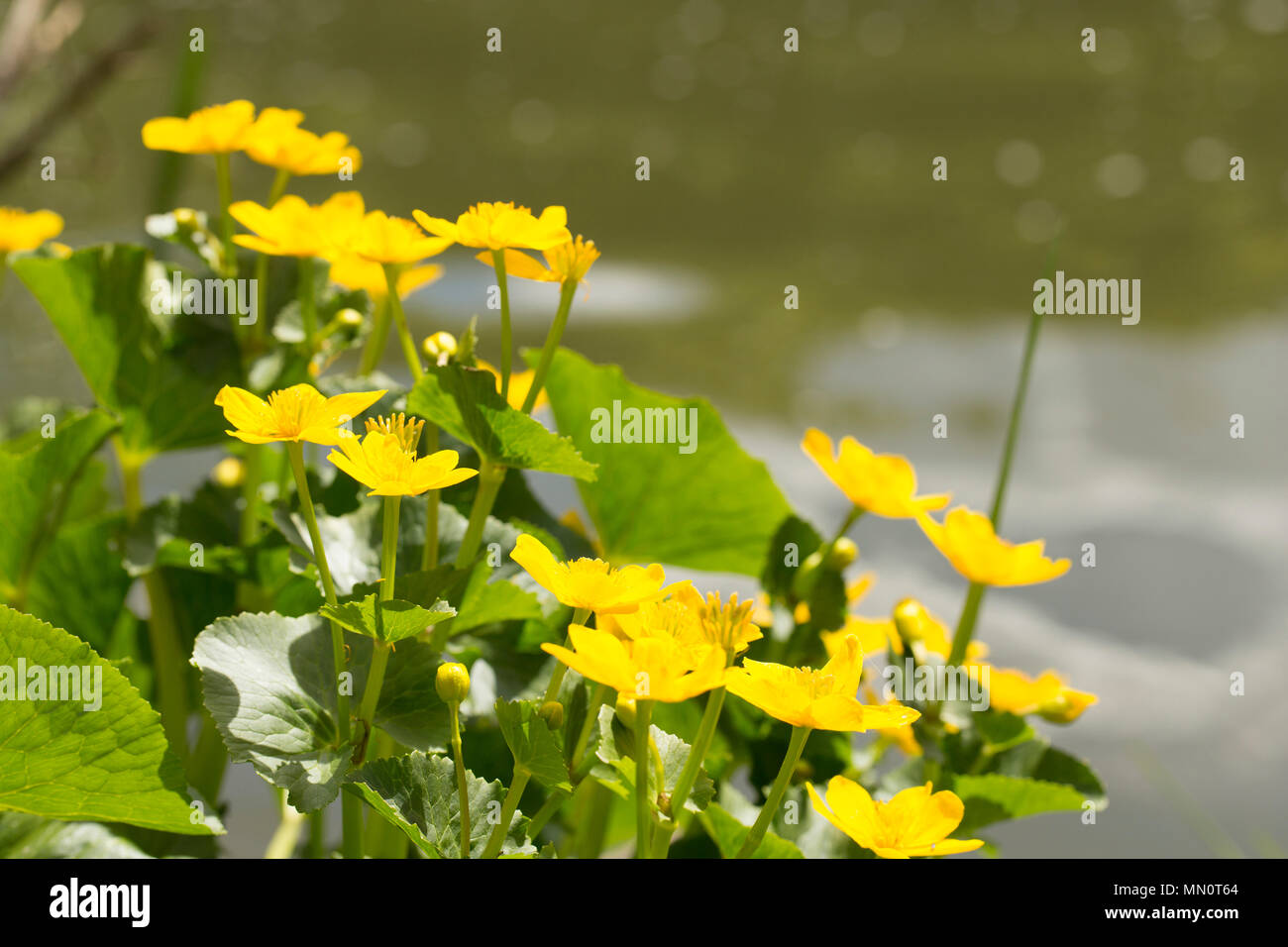 Palude DOTTER Fiore Alba-Caltha palustris