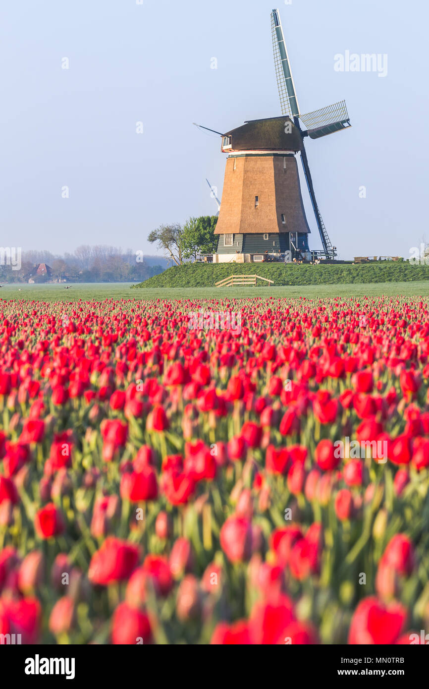 Campo di tulipani rossi e mulino a vento sullo sfondo. Koggenland, North Holland provincia, Paesi Bassi. Foto Stock