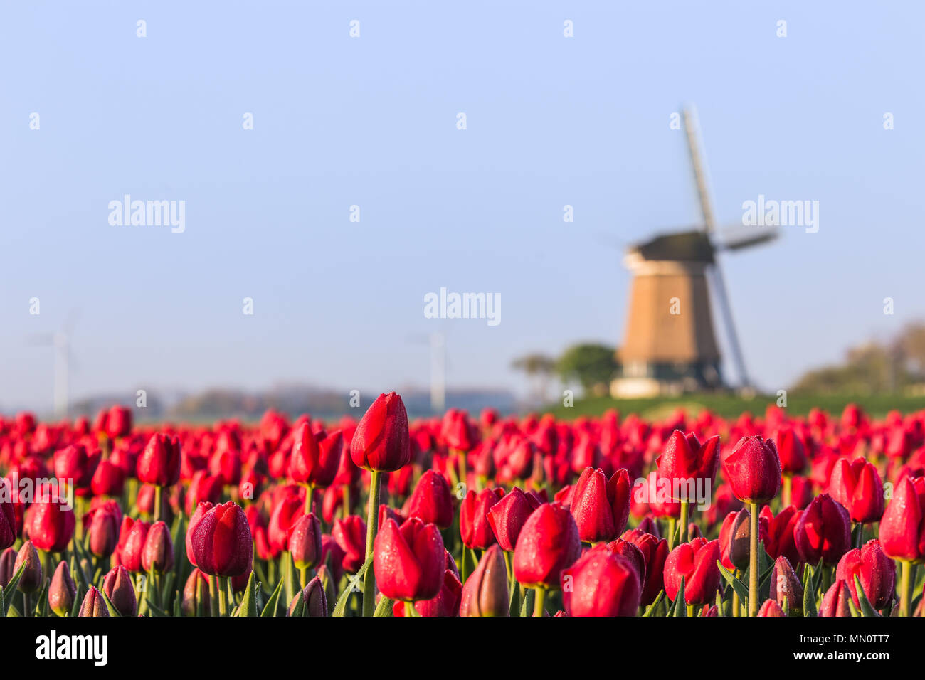 Campo di tulipani rossi e mulino a vento sullo sfondo. Koggenland, North Holland provincia, Paesi Bassi. Foto Stock