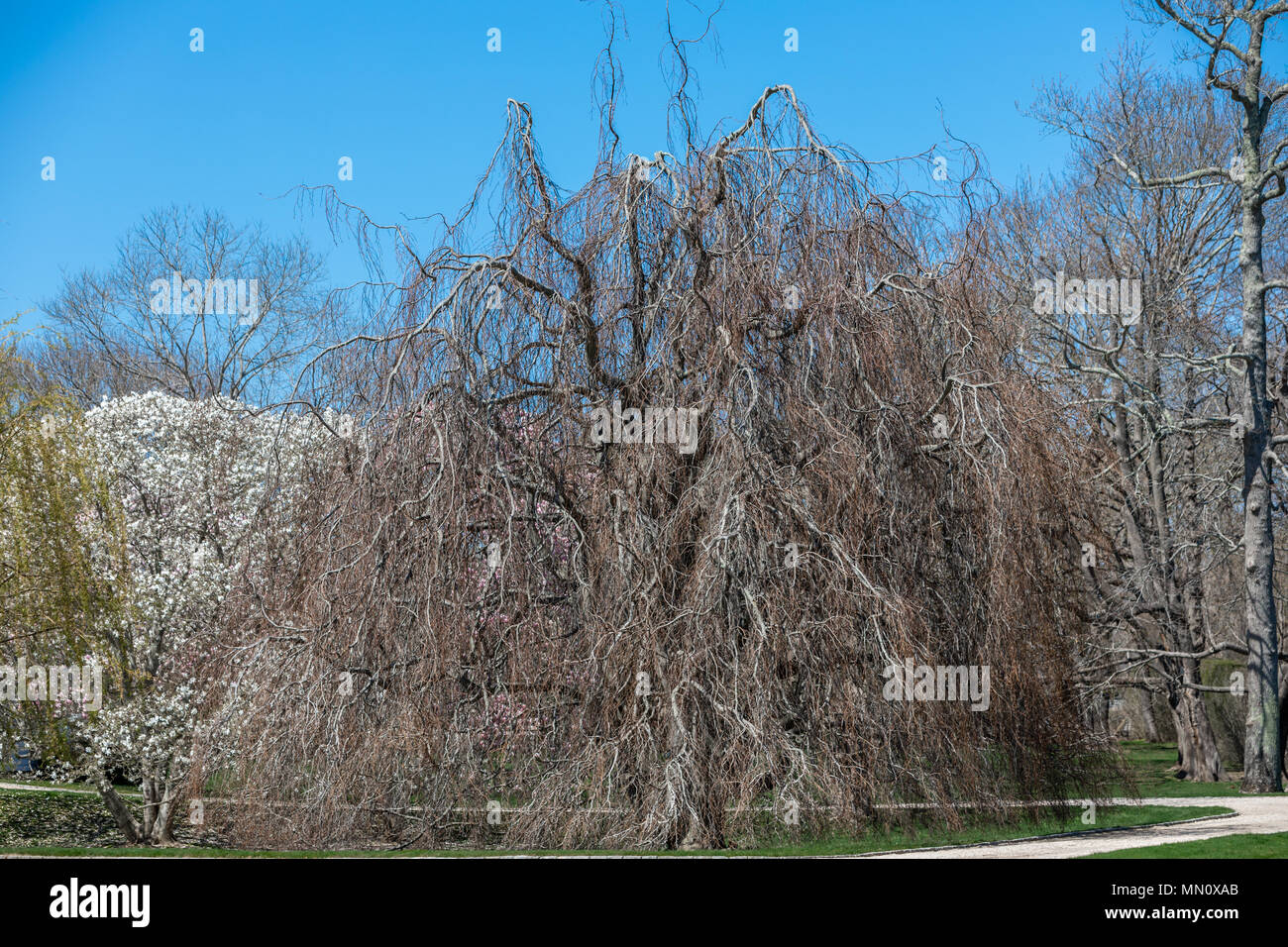 Un fantastico vecchio albero tra altri più giovani e diversi tipi di alberi in un paesaggio Foto Stock
