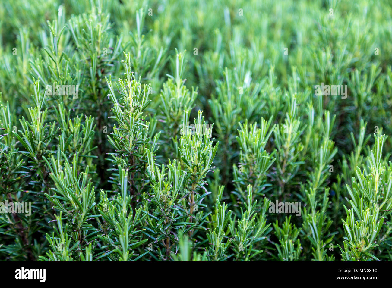 Un campo di fresco verde rosmarino crescente Foto Stock