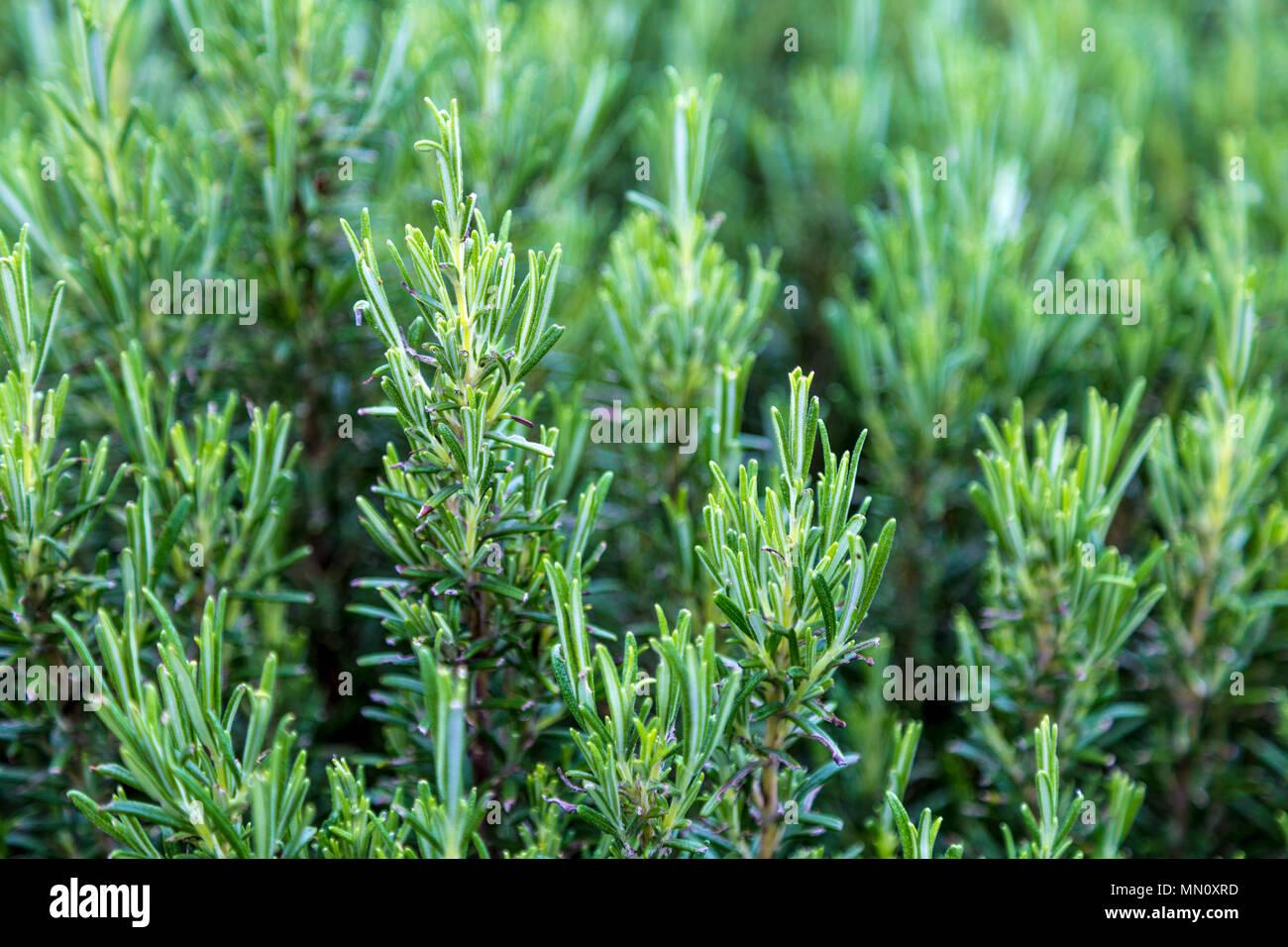 Un campo di fresco verde rosmarino crescente Foto Stock