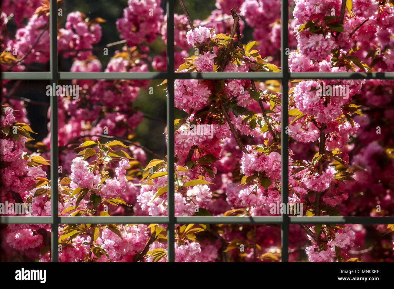 Molla albero ciliegio boccioli e fiori Foto Stock