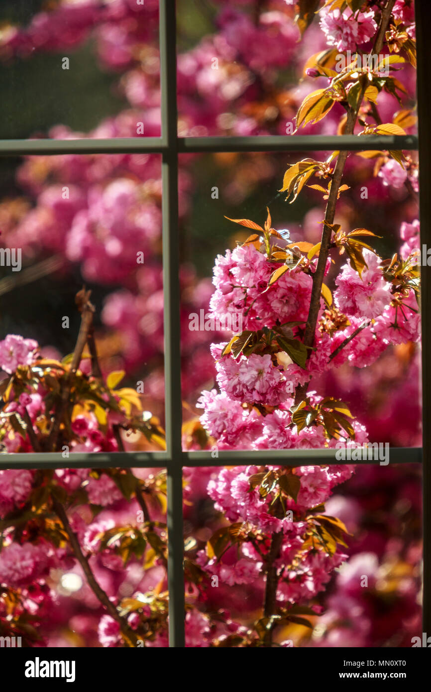 Molla albero ciliegio boccioli e fiori Foto Stock