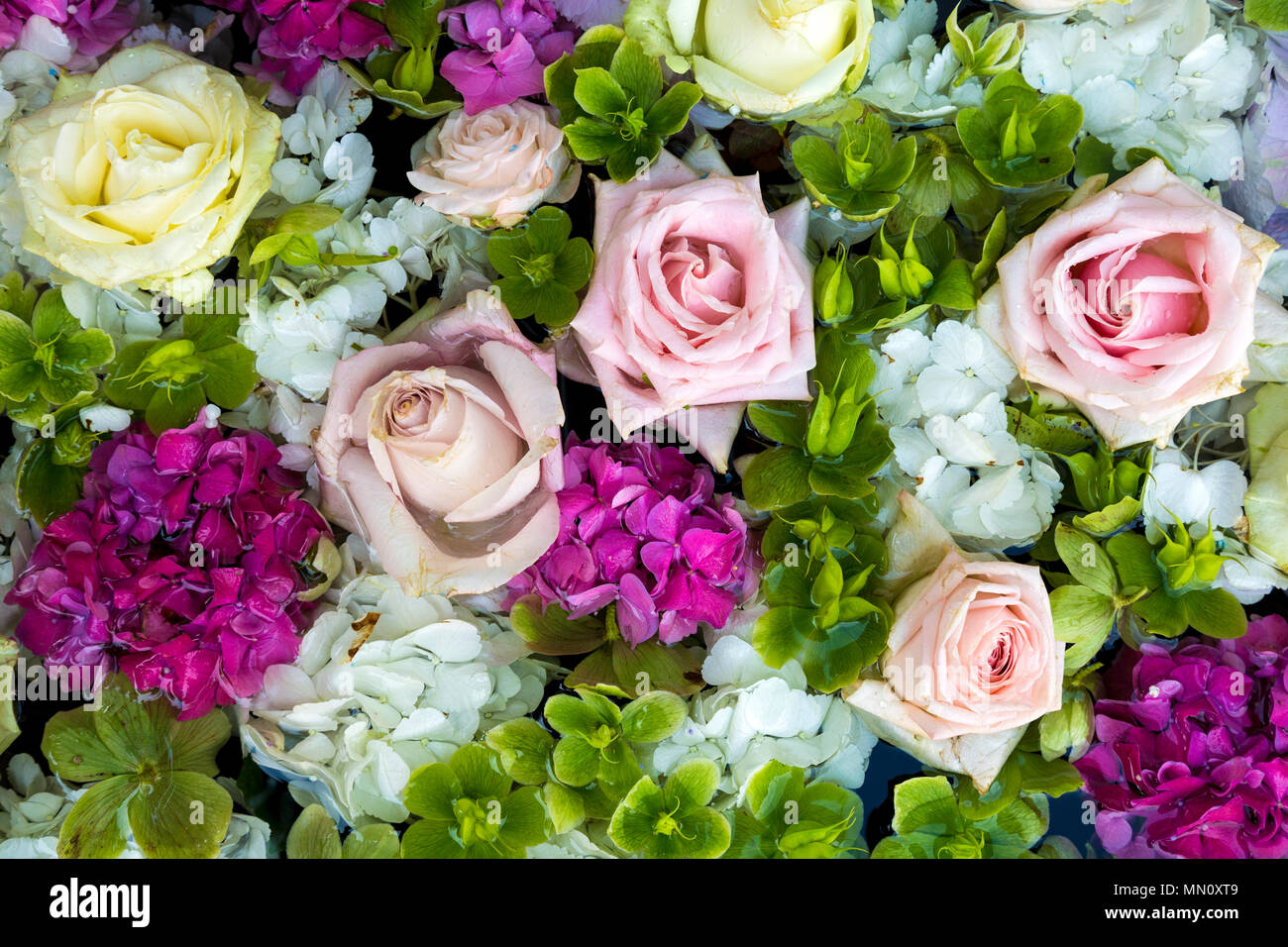 Sfondo di luce Fiori di colore pastello e rose in rosa, bianco e verde Foto Stock