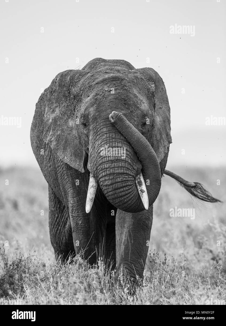 Grande elefante nella savana. L'Africa. Tanzania. Parco Nazionale del Serengeti. Foto Stock