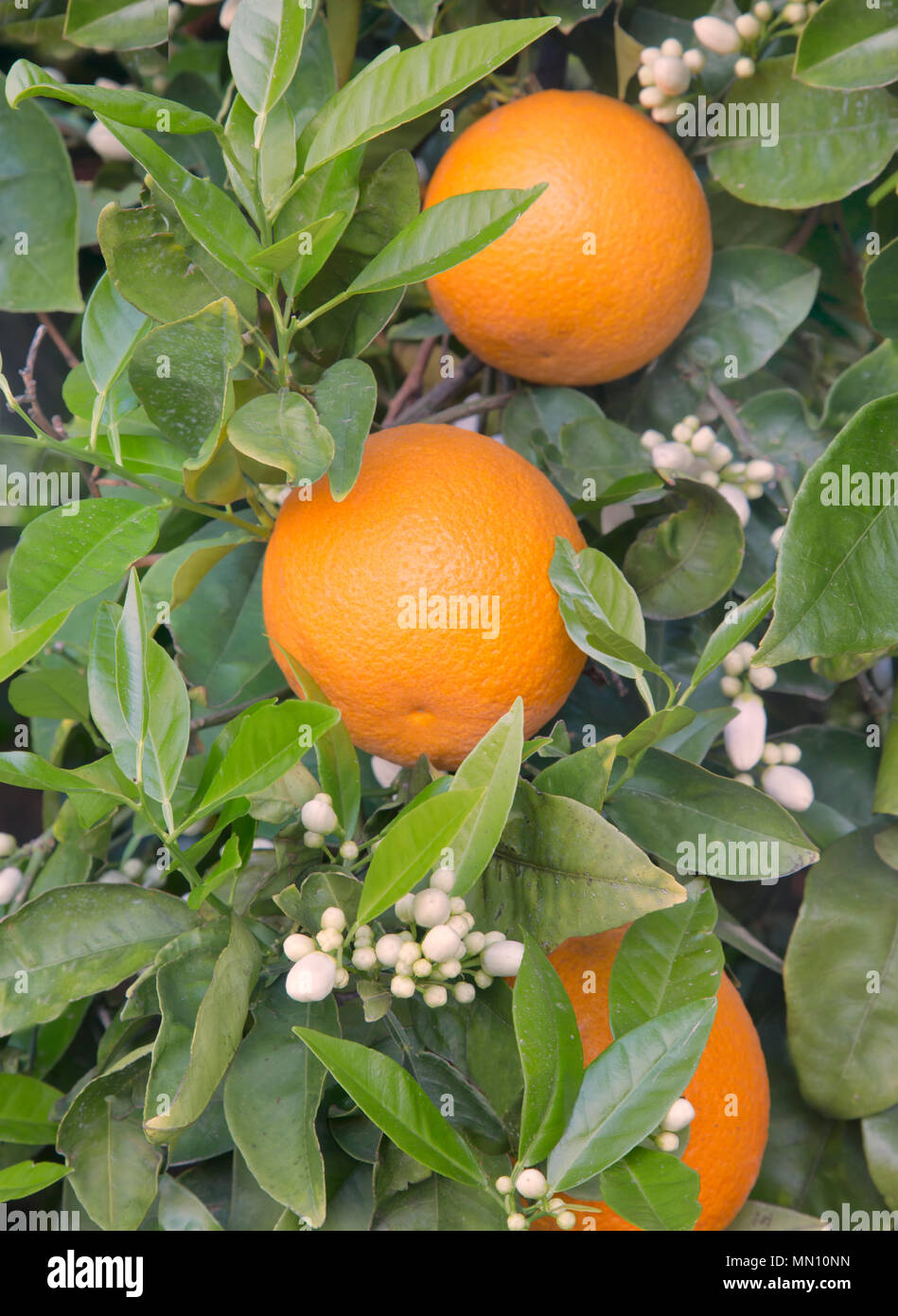 Close-up di taglierina nucellar Valencia arance, boccioli di fiori, "Citrus sinensis' con frutto maturo. Foto Stock