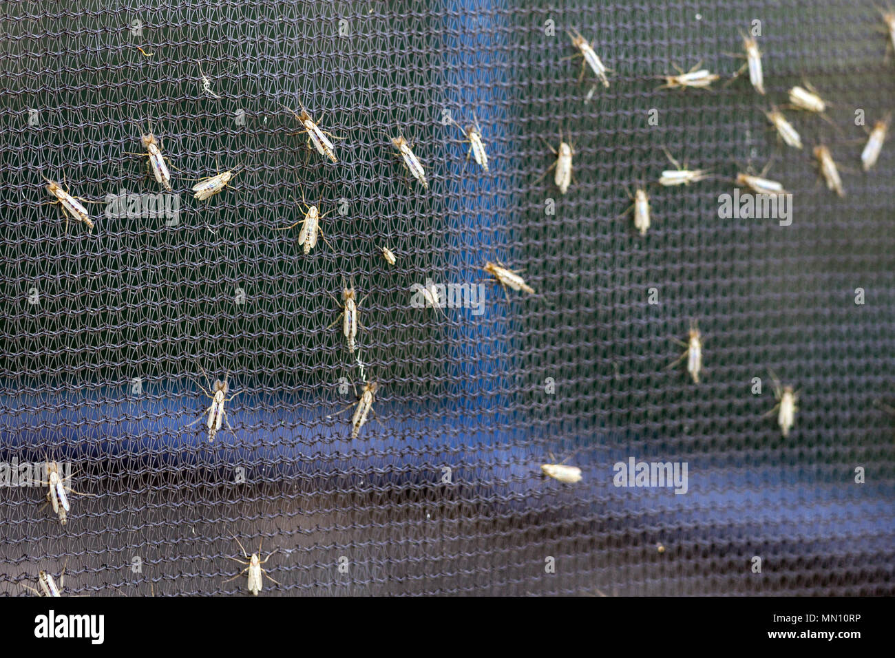 Sacco di moscerini o mosquiotos seduti sul balck protettivo di schermo di insetti. Chironomus plumosus Foto Stock