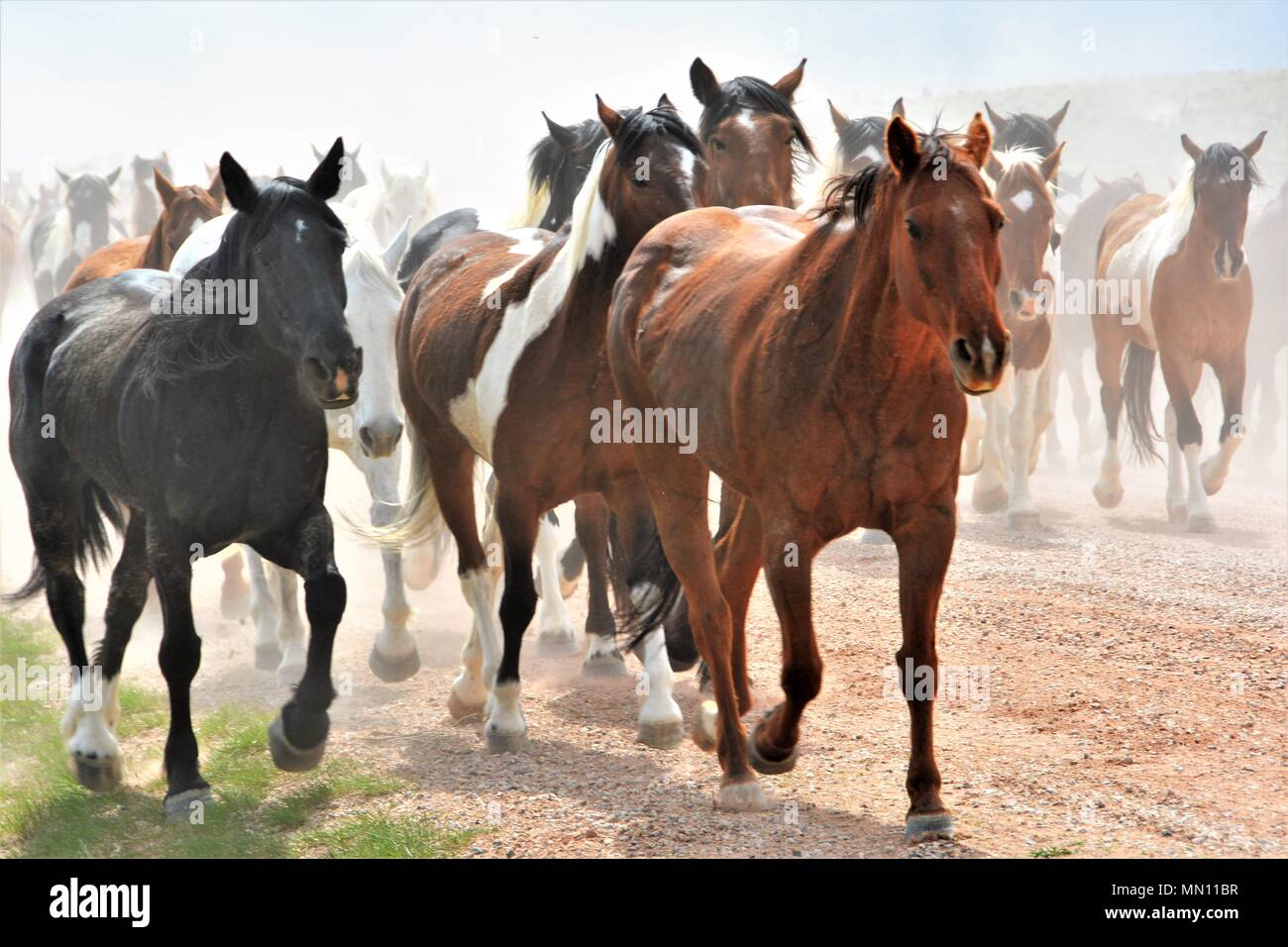 Mandria di cavalli Foto Stock
