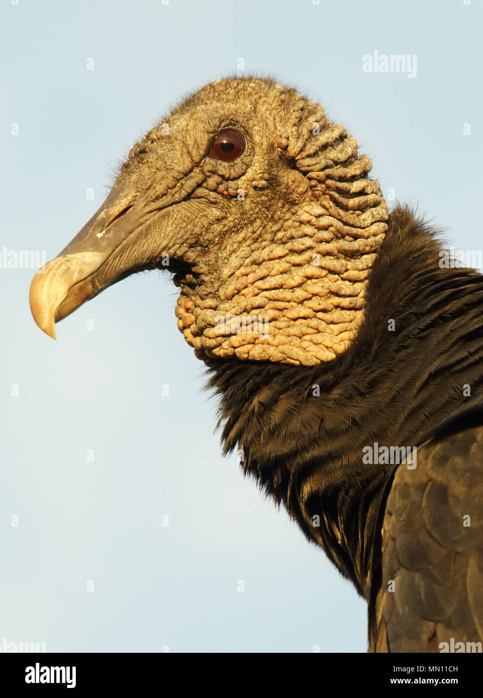 Un avvoltoio nero dando uno sguardo perturbato. Foto Stock