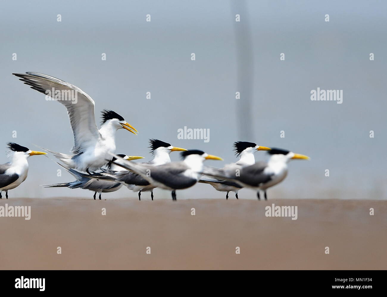 Fuzhou. 13 Maggio, 2018. Grande crested terne sono visibili su una secca alla foce del fiume Minjiang nel sud-est della Cina di provincia del Fujian, 13 maggio 2018. Credito: Mei Yongcun/Xinhua/Alamy Live News Foto Stock