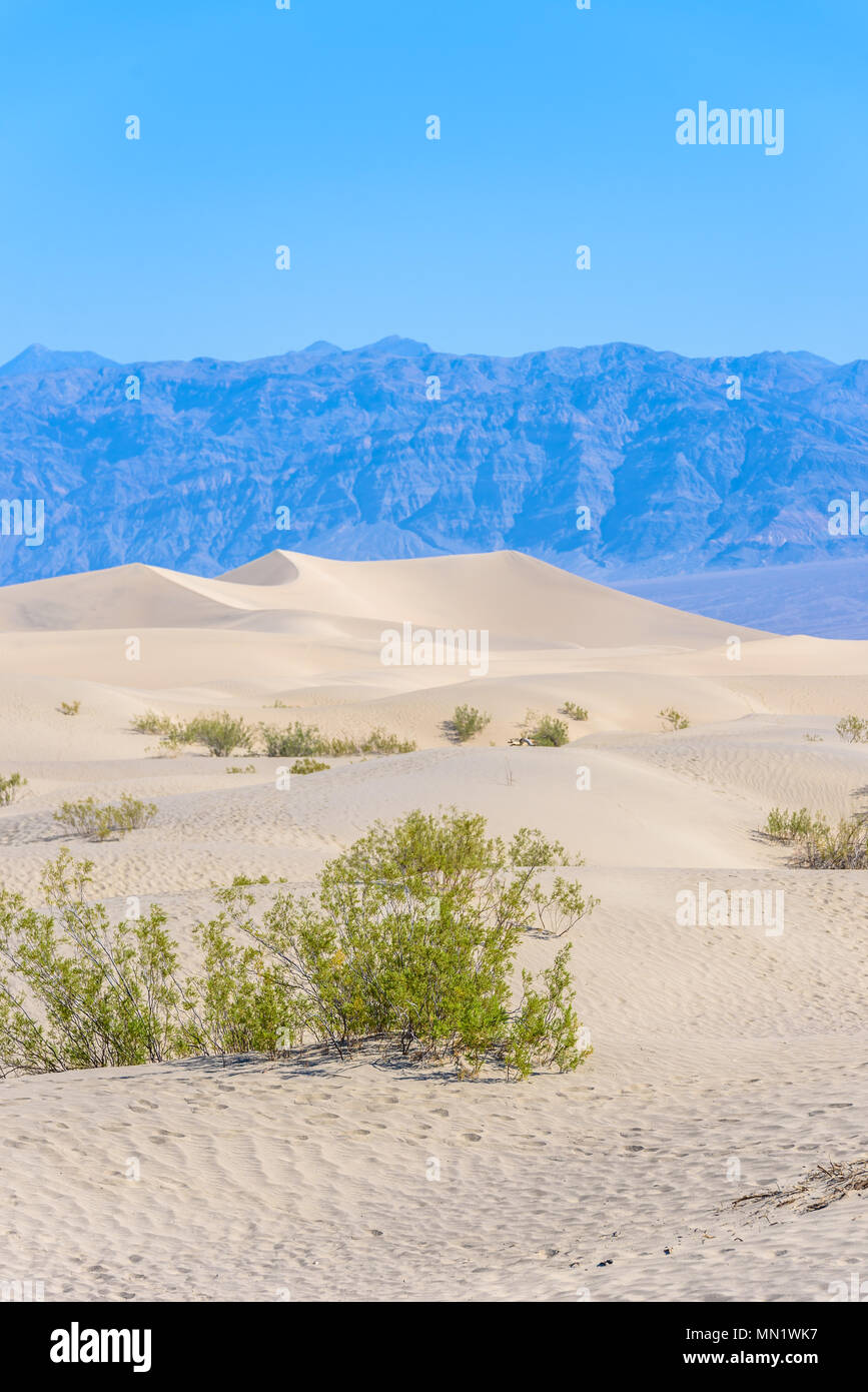 Mesquite dune di sabbia nel deserto della Death Valley, California, Stati Uniti d'America. Foto Stock