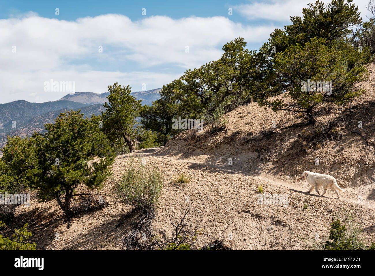 Color platino Golden Retriever cane che corre su un sentiero di montagna. Foto Stock