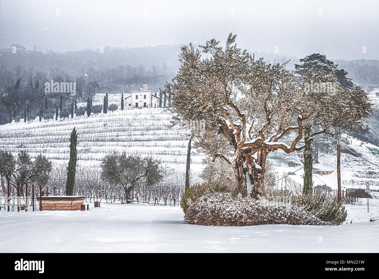 Albero di olivo sotto la neve Foto Stock