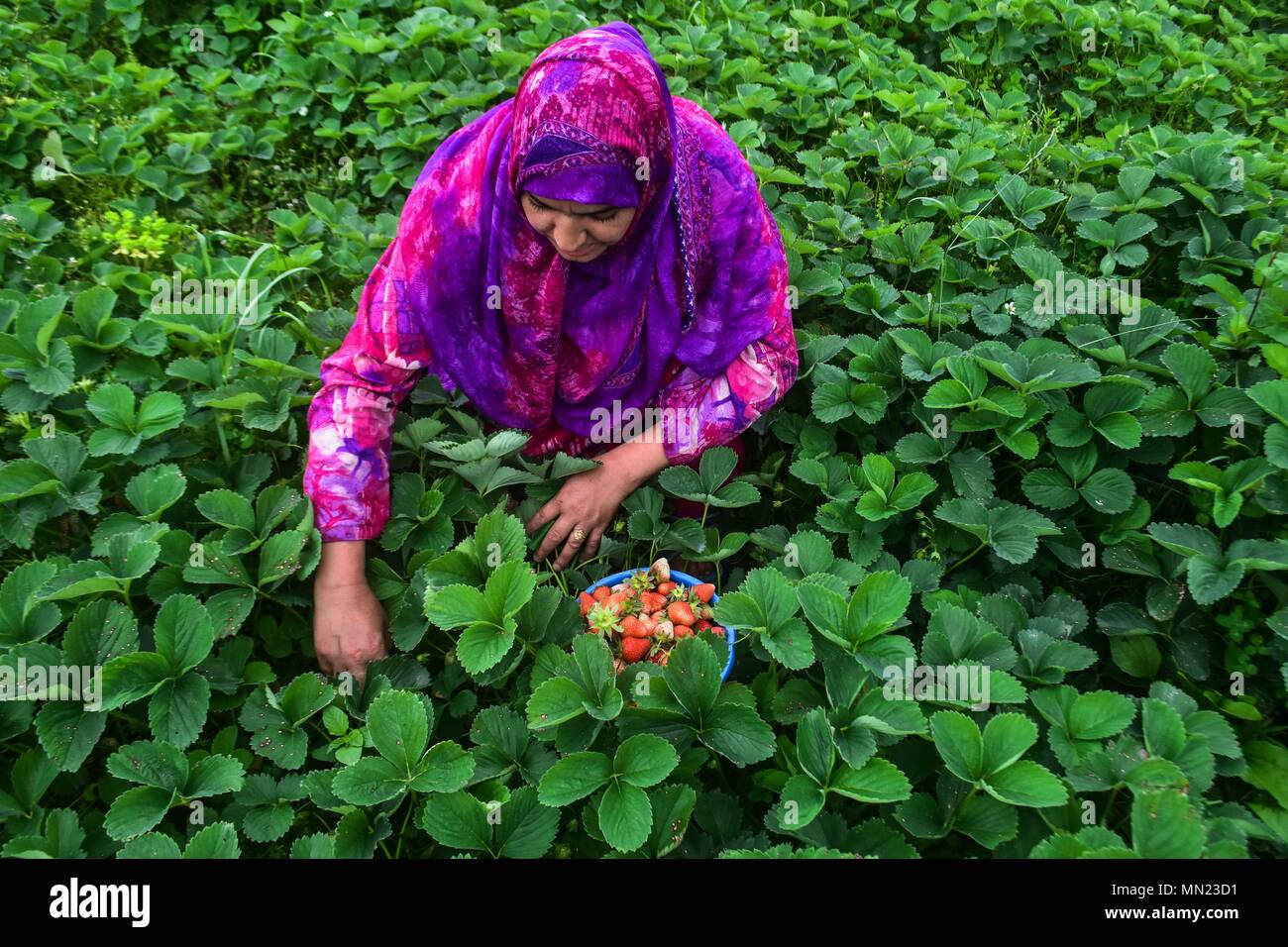 Una donna del Kashmir raccoglie le fragole in un campo alla periferia di Srinagar, Indiano Kashmir amministrato. Il primo raccolto in contanti del Kashmir, il rosso, succosa e alto contenuto di zucchero le fragole sono in procinto di colpire il mercato entro la metà di questo mese. Fragola è il primo frutto che crescere dopo sei mesi di inverni rigidi in indiano Kashmir amministrato. Come per ogni dipartimento di orticoltura, 86 ettari di terra è sotto la coltivazione di fragole in J&K che dà una produzione annuale di 1290 tonnellate di frutta. Foto Stock