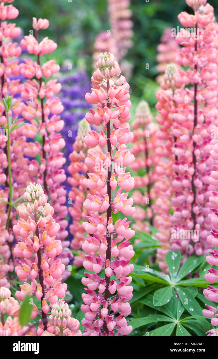 Lupinus. I lupini in giardino. Foto Stock