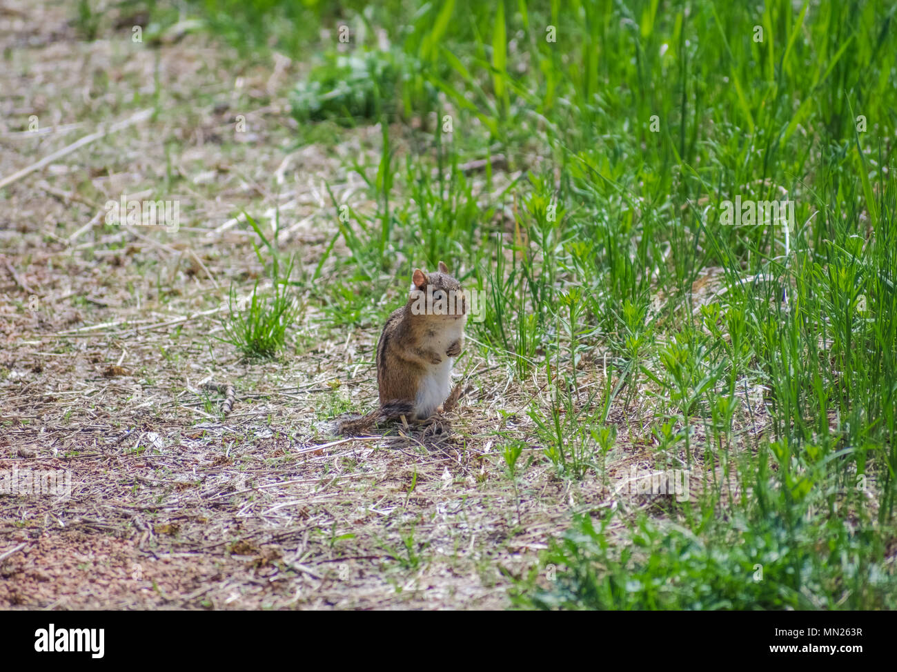 piccolo chipmunk in piedi sulla ghiaia Foto Stock