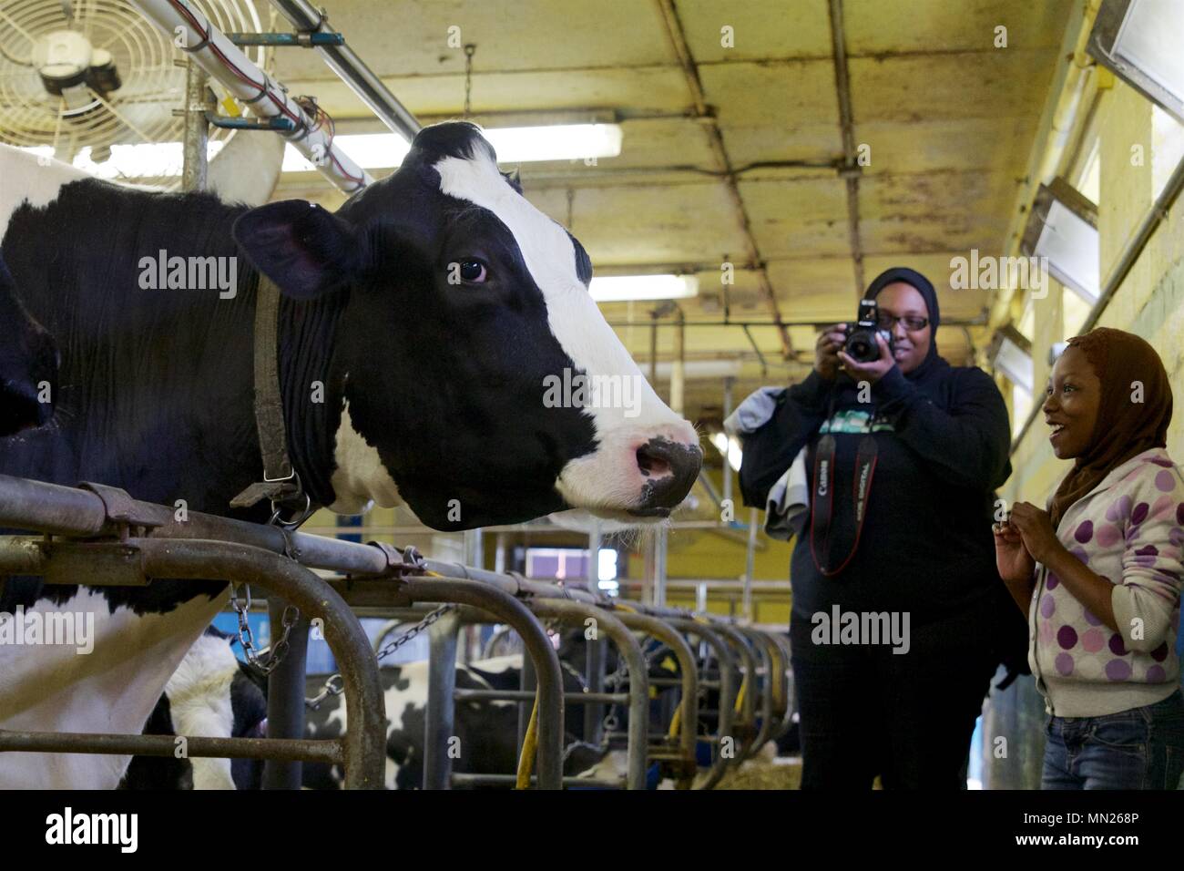 11 maggio 2013 - Philadelphia, PA, Stati Uniti d'America: una ragazza è stupito per arrivare in prossimità di una vacca Holstein al W. B. Saul di Alta Scuola di Scienze Agricole. Foto Stock