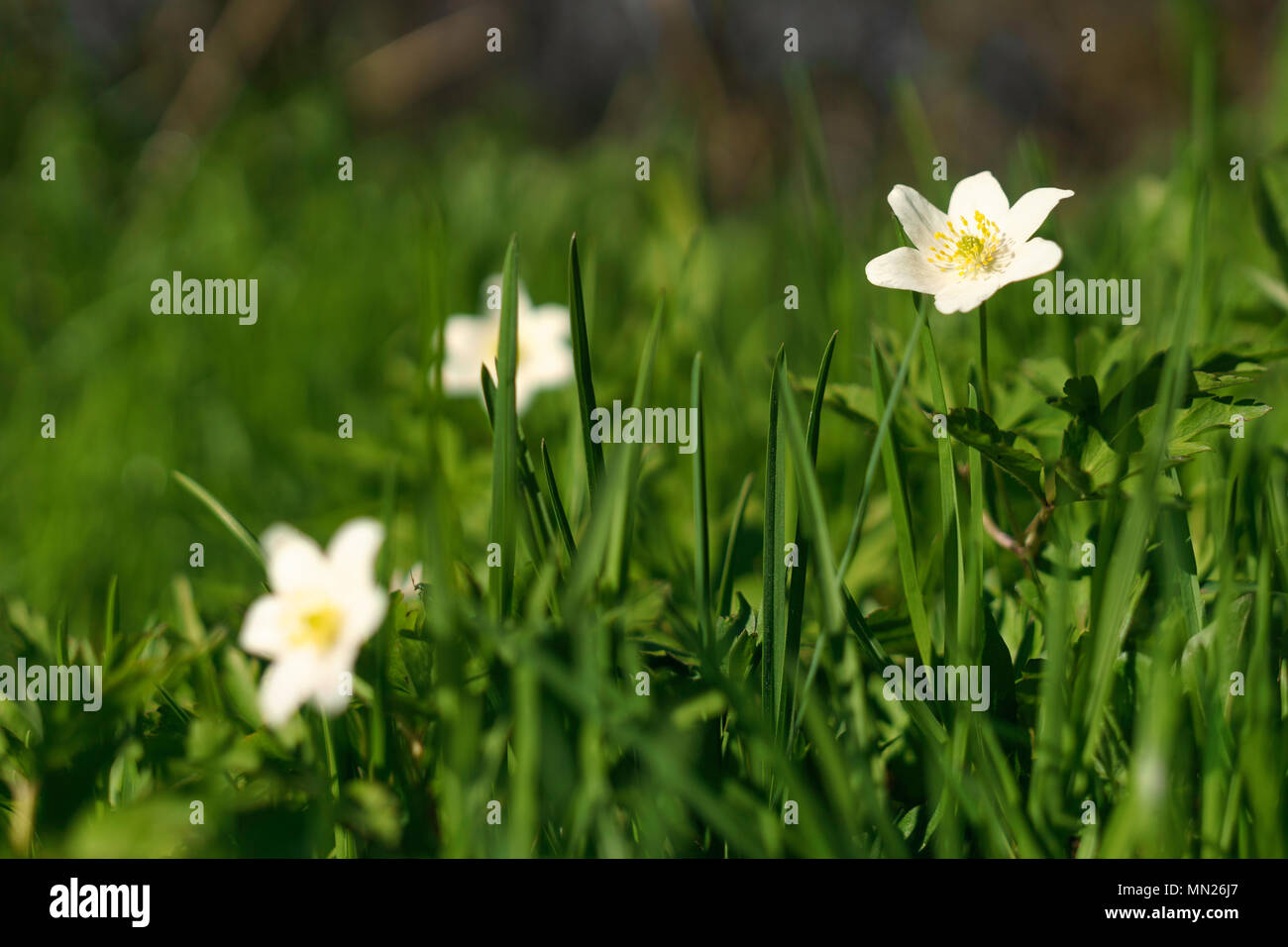 Fiore Anemone nemorosa , Foto Stock