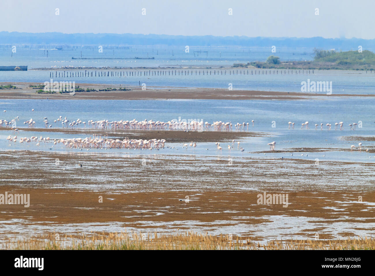 Stormo di fenicotteri rosa da "Delta del Po' laguna, Italia. Panorama della natura Foto Stock