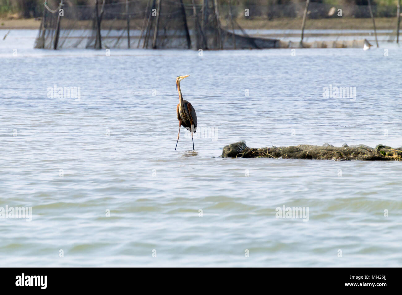 Airone rosso vicino fino dal fiume Po laguna, Italia. Per gli uccelli migratori. Natura italiana Foto Stock