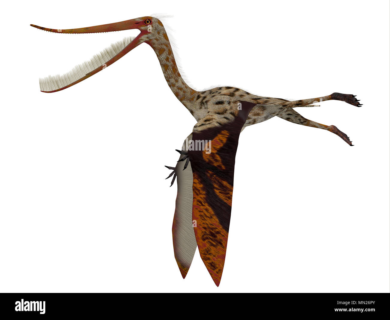 Pterodaustro rettile profilo laterale - Pterodaustro guinazui era un carnivoro rettili volanti che vivevano in Sud America durante il Cretacico. Foto Stock