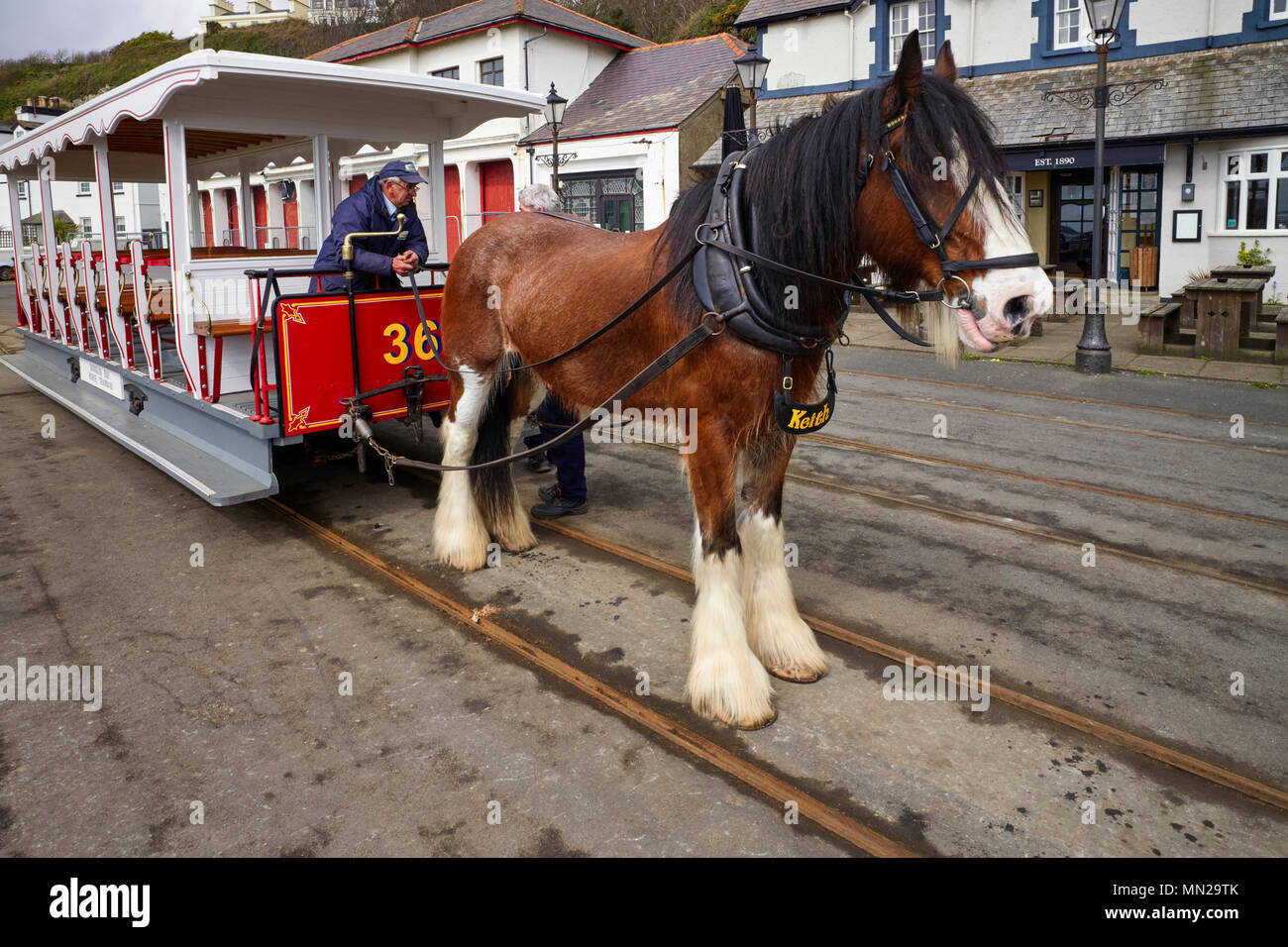 Il tram cavallo Keith si appoggia al capolinea taverna tirando la vettura numero 36 in Douglas, Isola di Man Foto Stock
