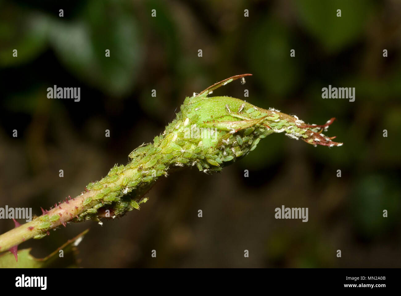 Greenfly su Rosebud Foto Stock