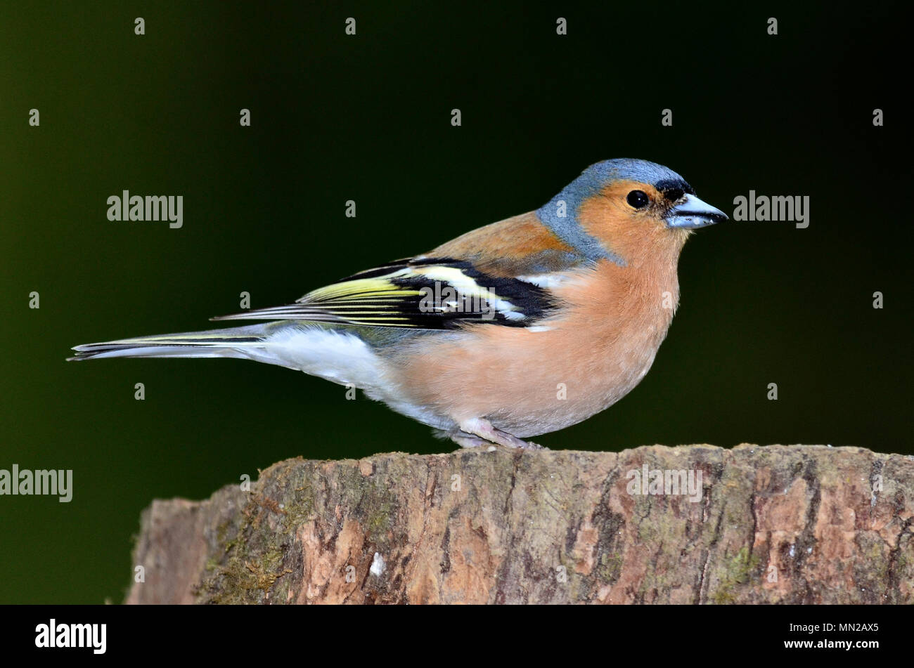 Maschio adulto fringuello appollaiato Foto Stock