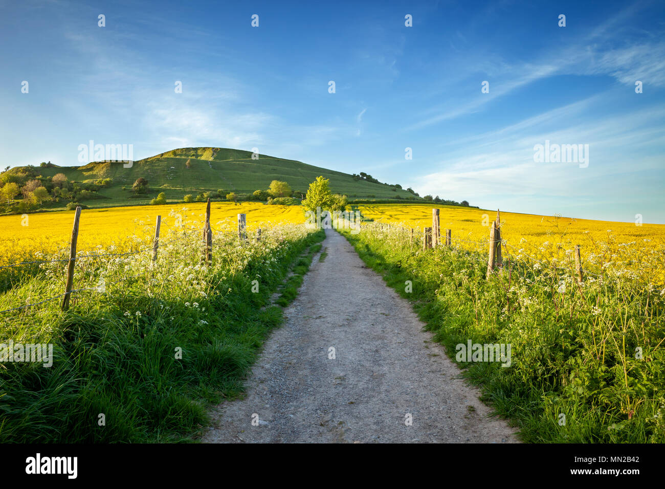 I campi di colza e il percorso a Cley hill, Warminster, Wiltshire, Regno Unito Foto Stock
