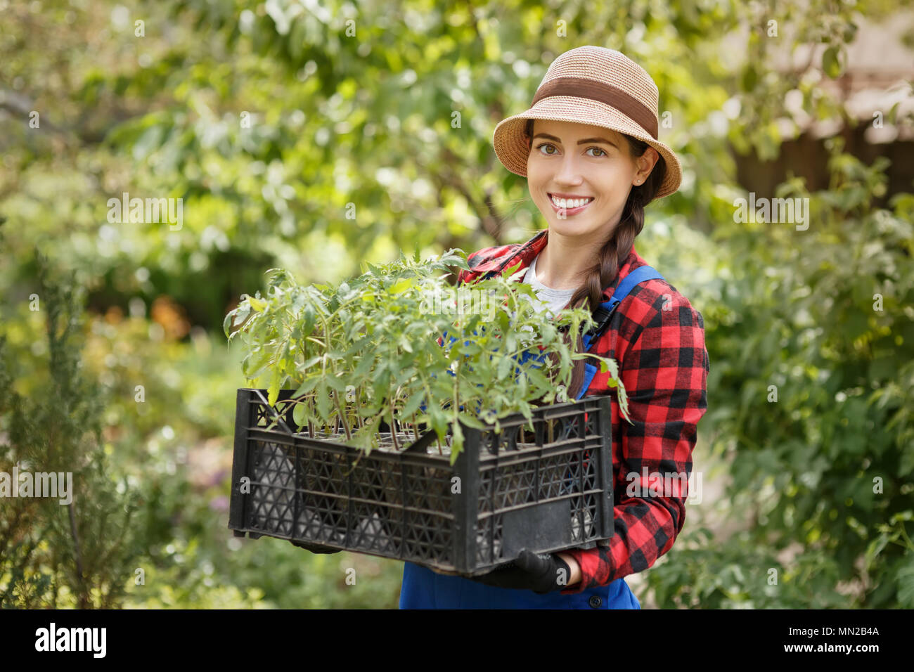 Donna giardiniere tenendo le piantine di pomodoro in scatola Foto Stock