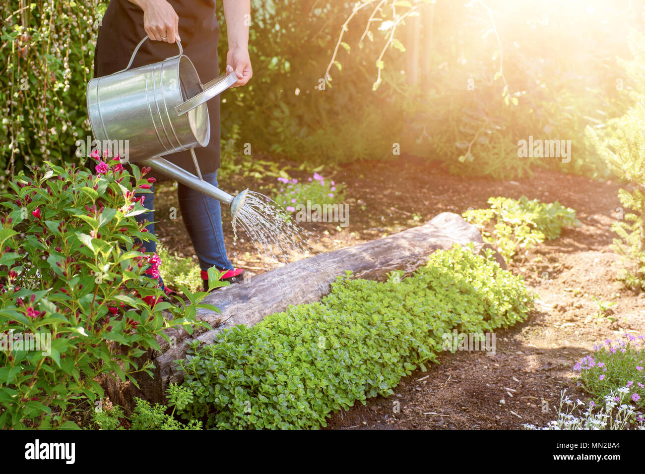 Irriconoscibile donna fiore di irrigazione letto tramite annaffiatoio. Il giardinaggio hobby concetto. Flower Garden immagine con lens flare. Foto Stock