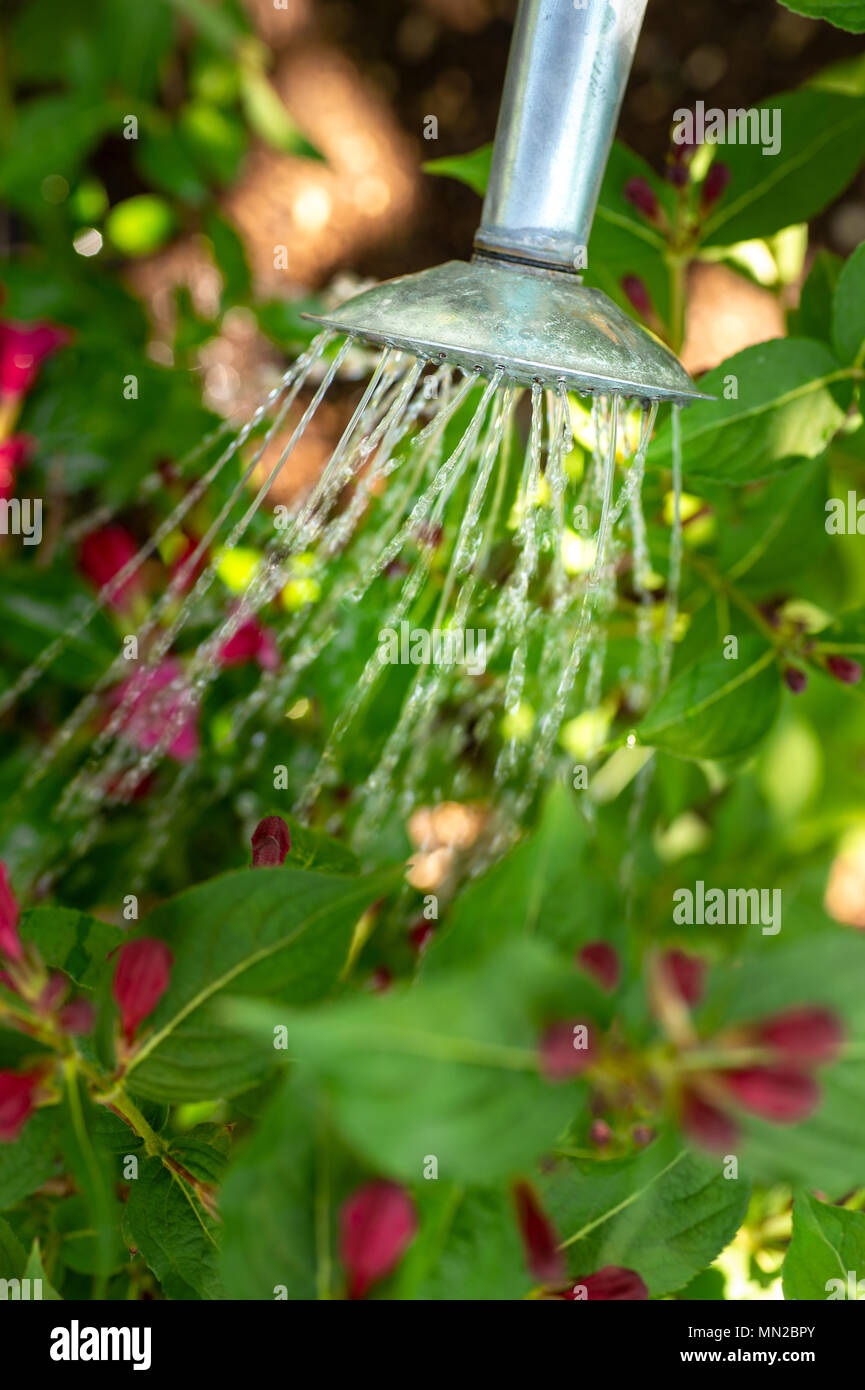 Fiore di irrigazione letto tramite annaffiatoio. Il giardinaggio hobby concetto. Irrigazione del giardino di fiori ritagliato shot. Foto Stock
