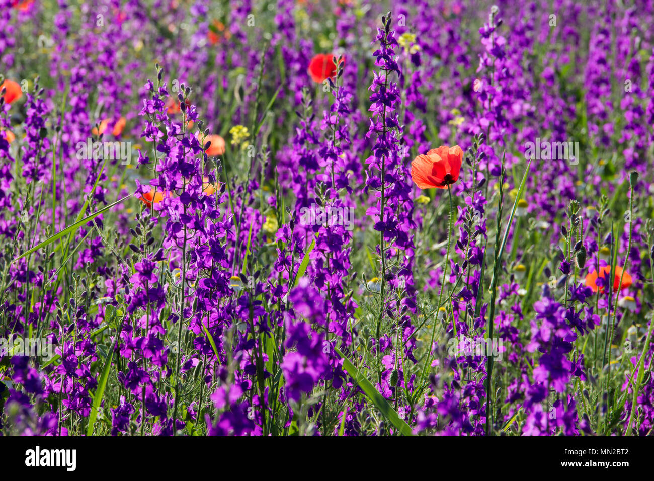 L'issopo e papavero rosso Foto Stock