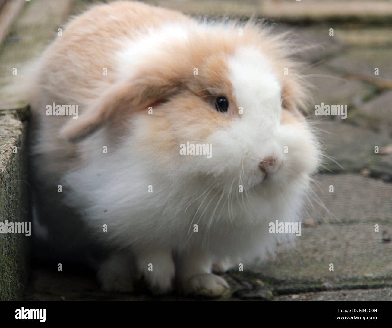 Coniglio Foto Stock